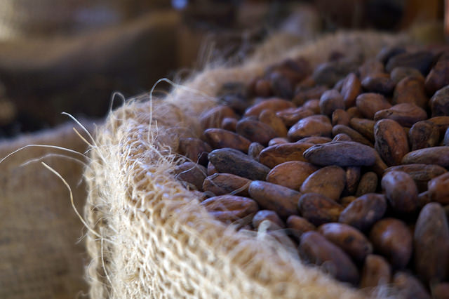 Cacao amaro